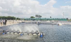 Chế biến Hải sản_Bài 1 Thành phần hóa học và tính chất của động vật thủy sản