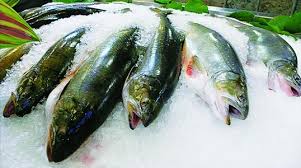 Chế biến Hải sản_Bài 3 Các biến đổi của động vật thuỷ sản sau khi chết (Biến đổi do vi sinh vật)